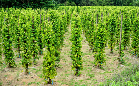 Black Pepper Farm